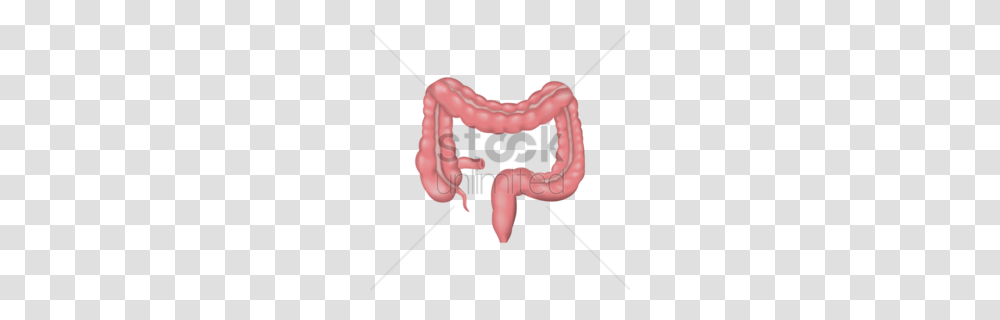 Large Clipart, Jaw, Teeth, Mouth, Stomach Transparent Png