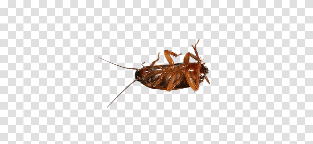 Large Cockroach, Insect, Invertebrate, Animal, Spider Transparent Png