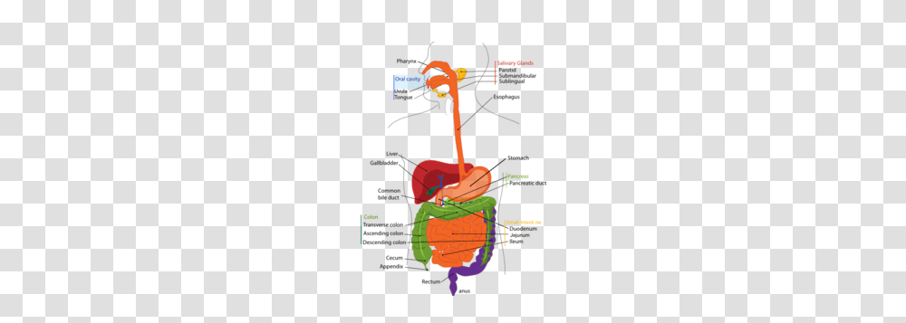 Large Digestive System Clip Art, Barrel, Forge Transparent Png