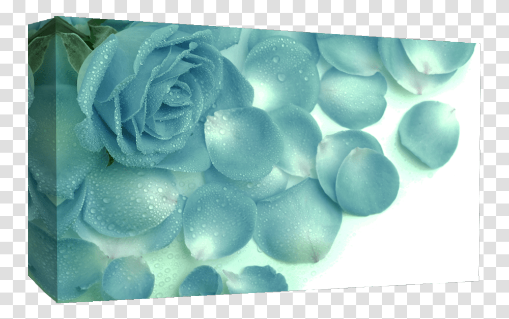Large Duck Egg Blue Roses Raindrops Canvas Picture Love Hd Wallpapers Cute, Plant, Petal, Flower, Blossom Transparent Png