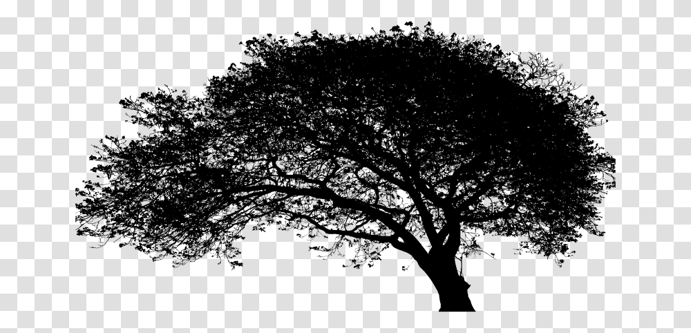 Large Expansive Tree Silhouette Oak, Gray, World Of Warcraft Transparent Png