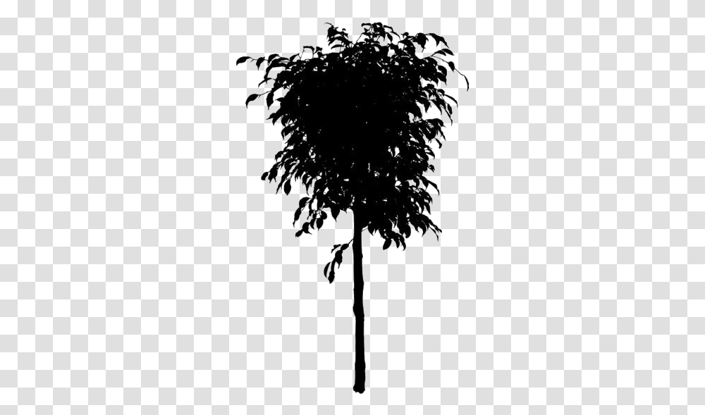 Large Ficus Tree Free Ficus Tree, Plant, Lighting, Outdoors, Nature Transparent Png