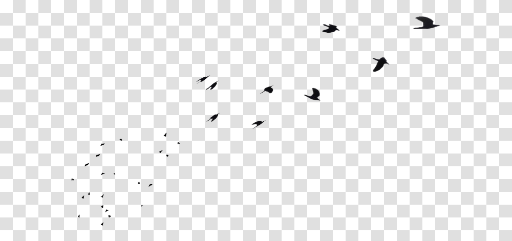 Large Flock Of Birds Flock, Animal, Flying, Gray, Silhouette Transparent Png
