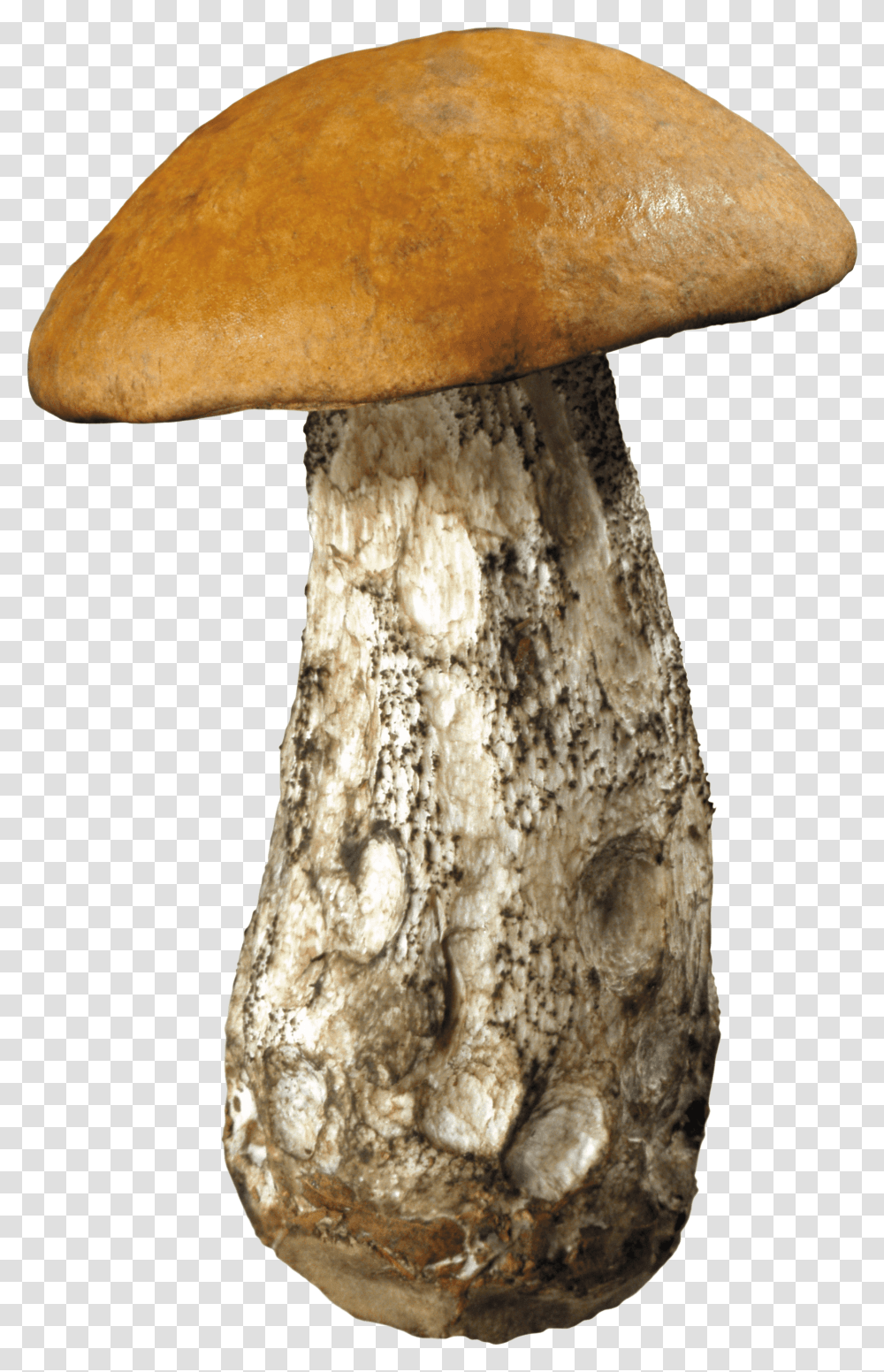 Large Forest Mushroom Forest Mushrooms, Fungus, Plant, Agaric, Amanita Transparent Png