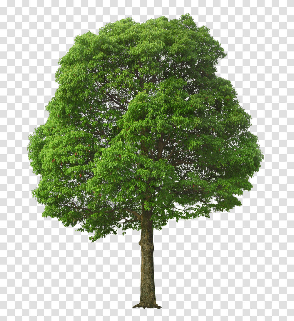 Large Green Tree Picture Tree, Plant, Maple, Oak, Rug Transparent Png