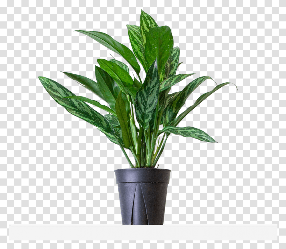 Large Grow Flowerpot, Plant, Leaf, Palm Tree, Arecaceae Transparent Png