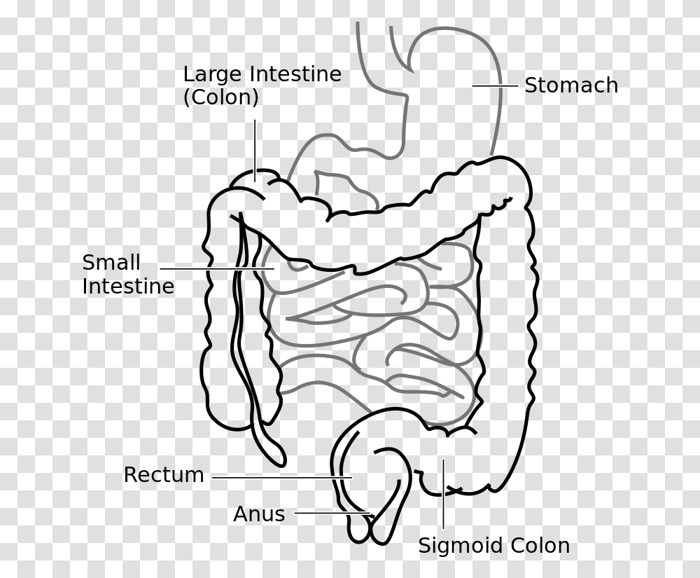 Large Intestine And Small Intestine Diagram Download Large Intestine In A Rat, Alphabet, Handwriting, Label Transparent Png