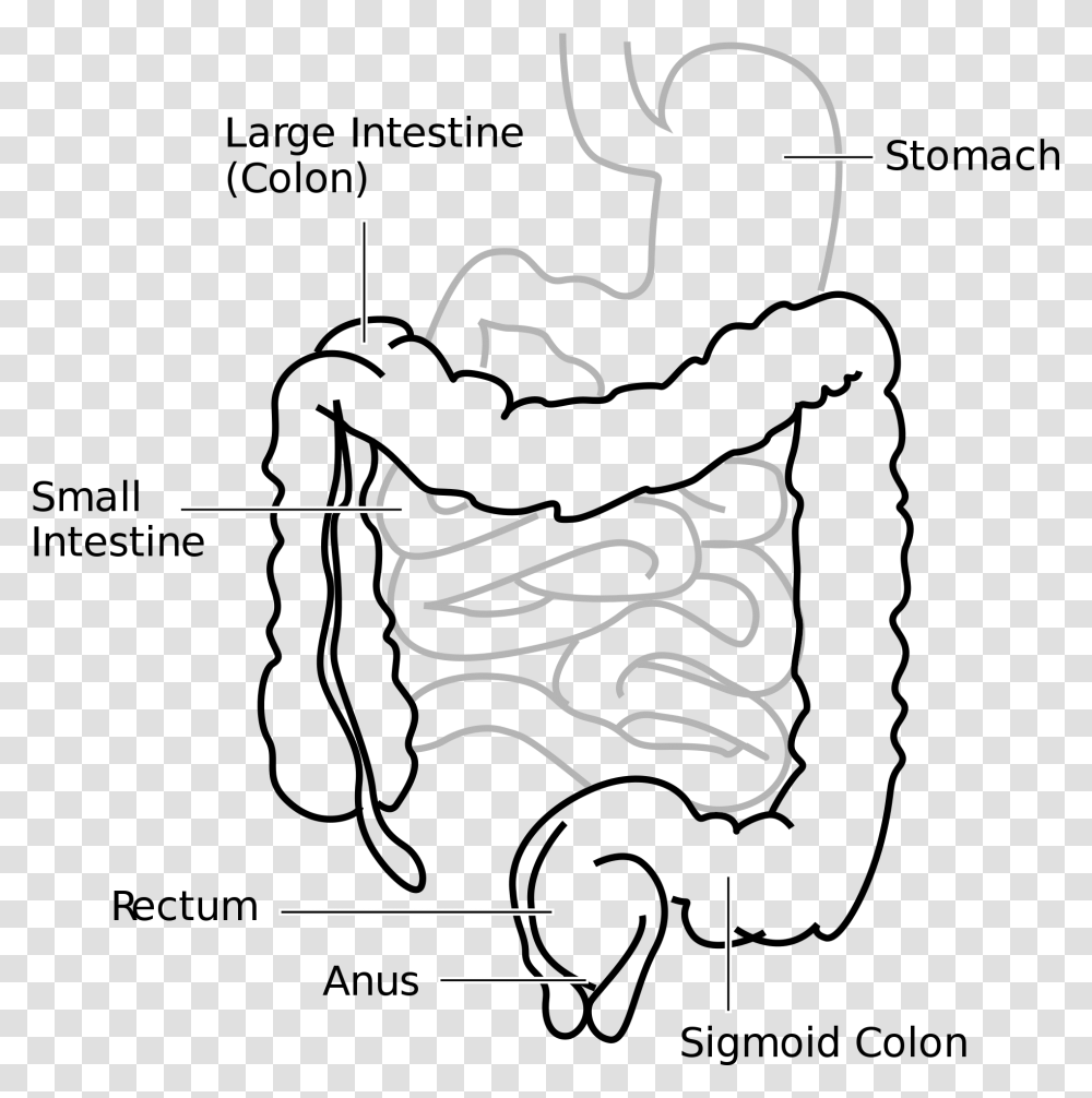 Large Intestine And Small Intestine Diagram, Alphabet, Label, Handwriting Transparent Png
