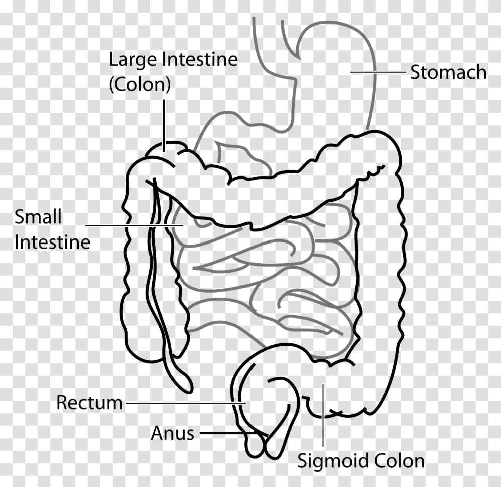 Large Intestine And Small Intestine Diagram, Alphabet, Silhouette Transparent Png