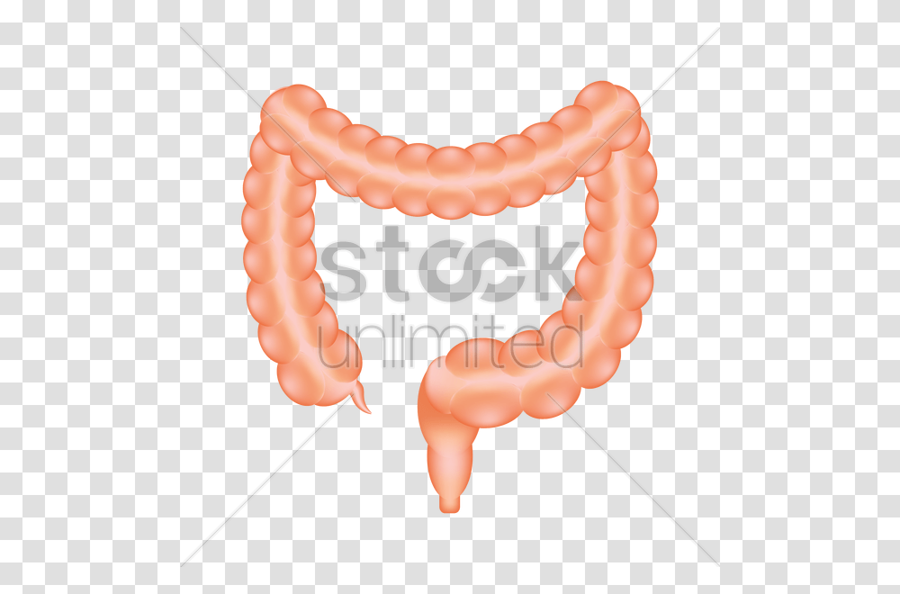 Large Intestine Of A Human Vector Image, Person, Animal, Sea Life, Seafood Transparent Png