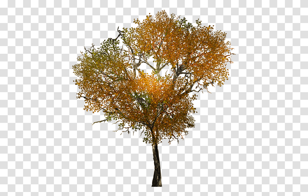 Large Leafy Branches For Tree Models Arboles, Plant, Maple, Tree Trunk Transparent Png
