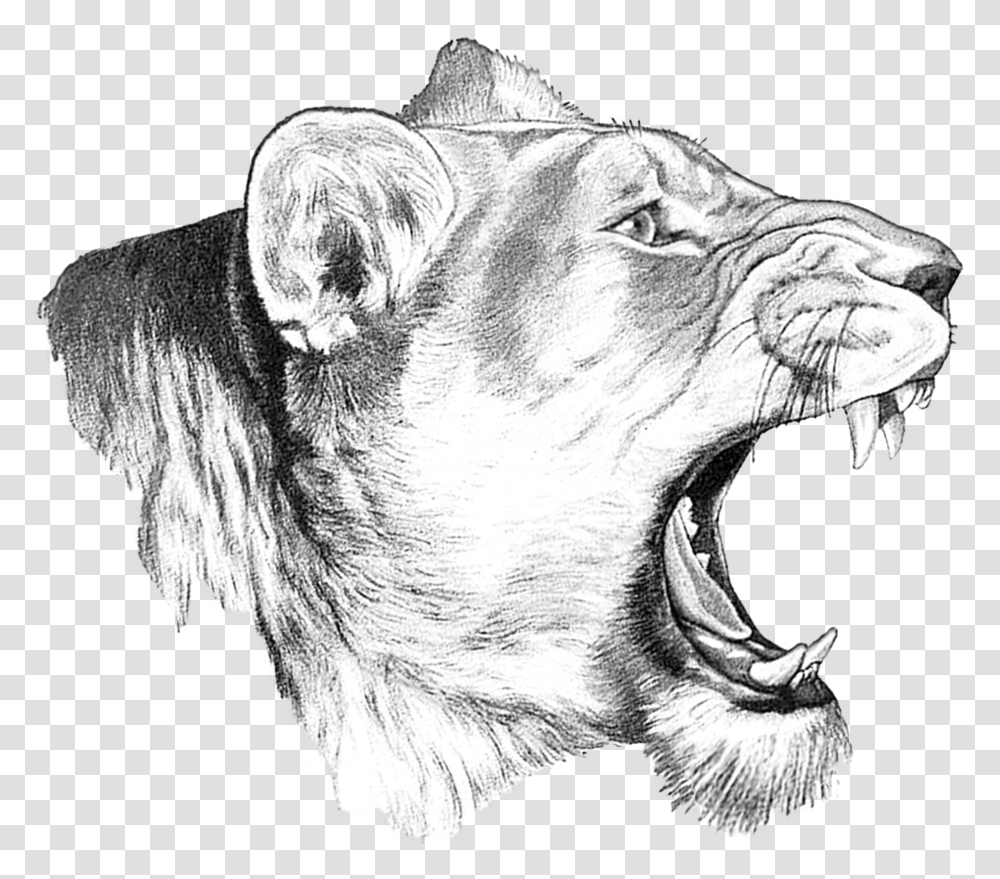 Large Lioness Sketch, Drawing, Art, Mammal, Animal Transparent Png