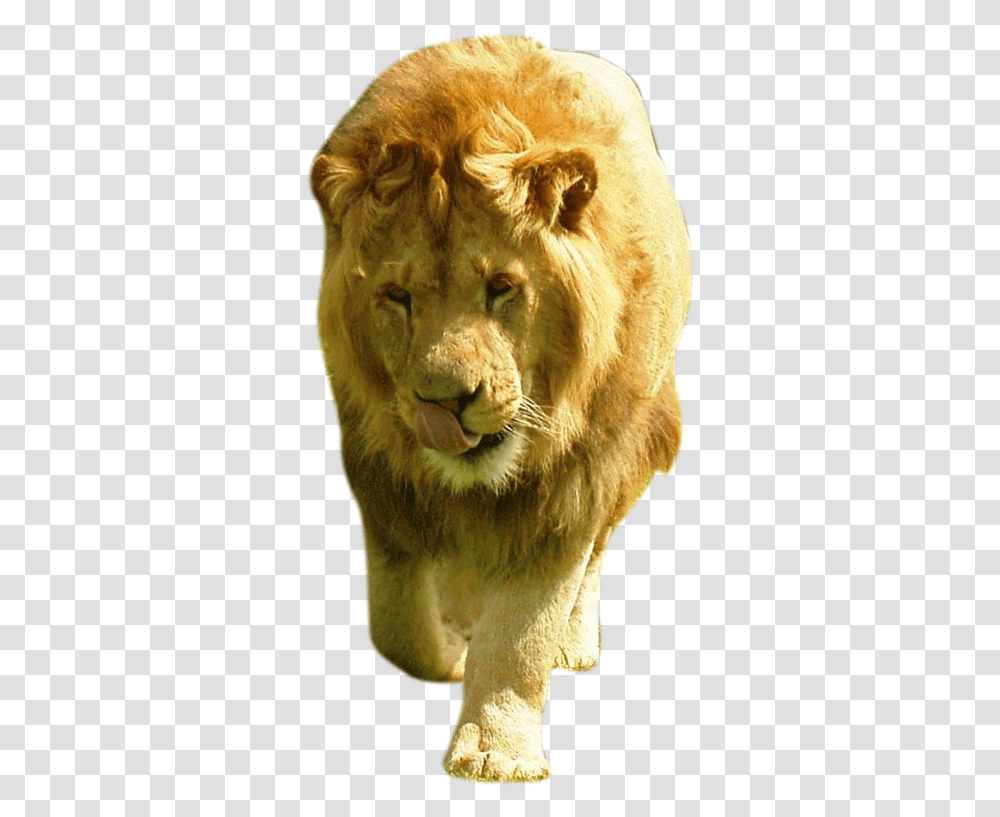 Large Male Lion, Wildlife, Mammal, Animal, Bear Transparent Png
