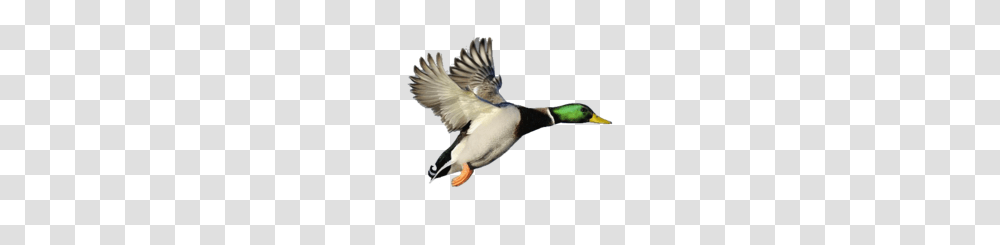 Large Mallard Free Images, Bird, Animal, Waterfowl, Duck Transparent Png