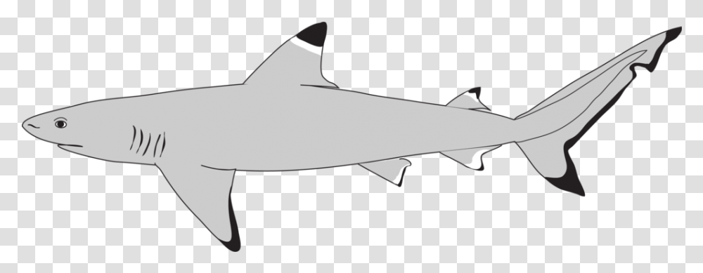 Large Marine Vertebrates Research Institute Philippines Bronze Hammerhead Shark, Sea Life, Fish, Animal, Great White Shark Transparent Png
