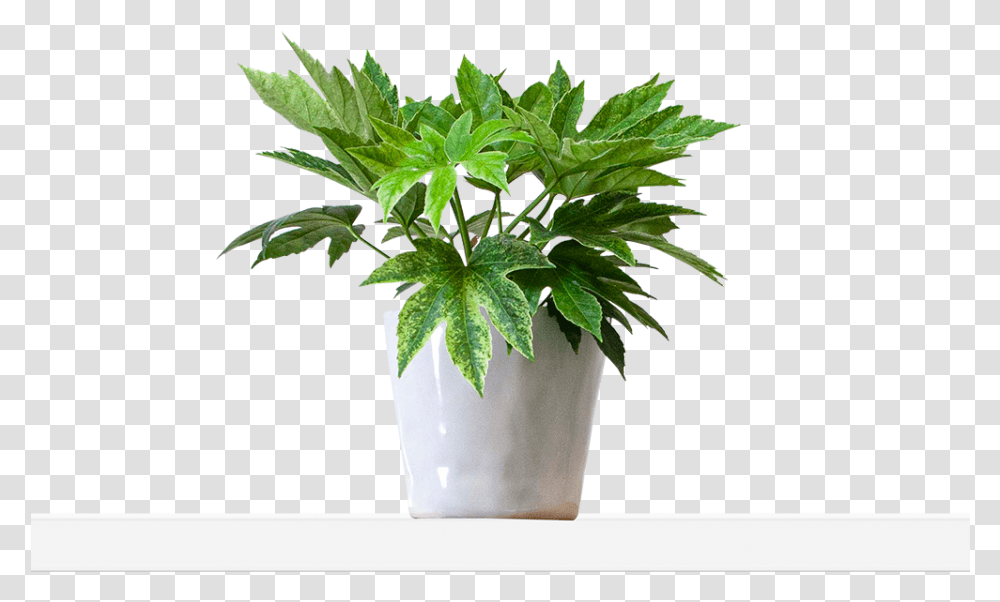 Large Mottled Flowerpot, Plant, Leaf, Tree, Vase Transparent Png