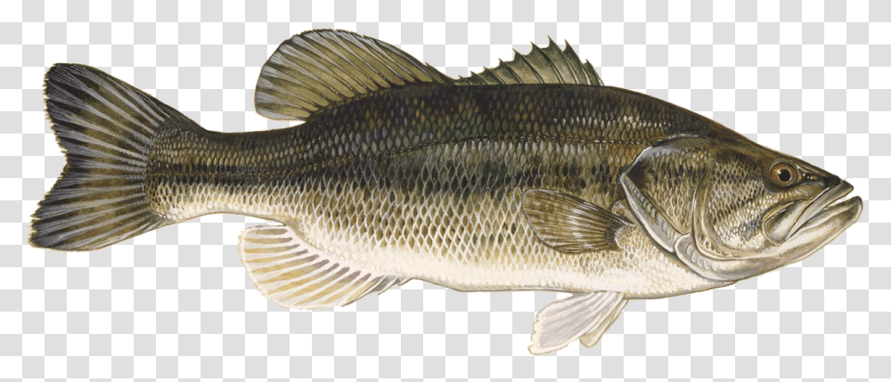 Large Mouth Bass, Fish, Animal, Perch Transparent Png