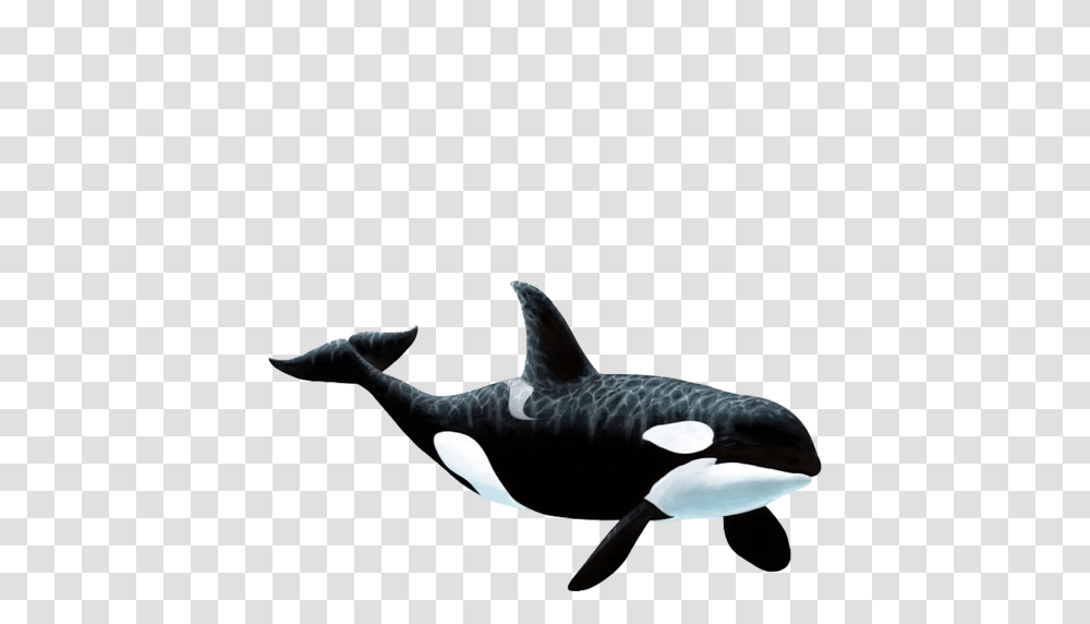 Large Orca Whale Wall Sticker, Mammal, Sea Life, Animal, Killer Whale Transparent Png