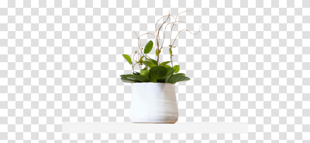 Large Organic, Ikebana, Vase, Ornament Transparent Png