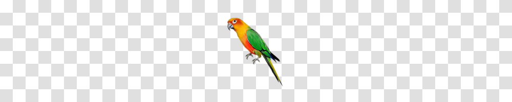 Large Parrot, Bird, Animal, Parakeet, Macaw Transparent Png