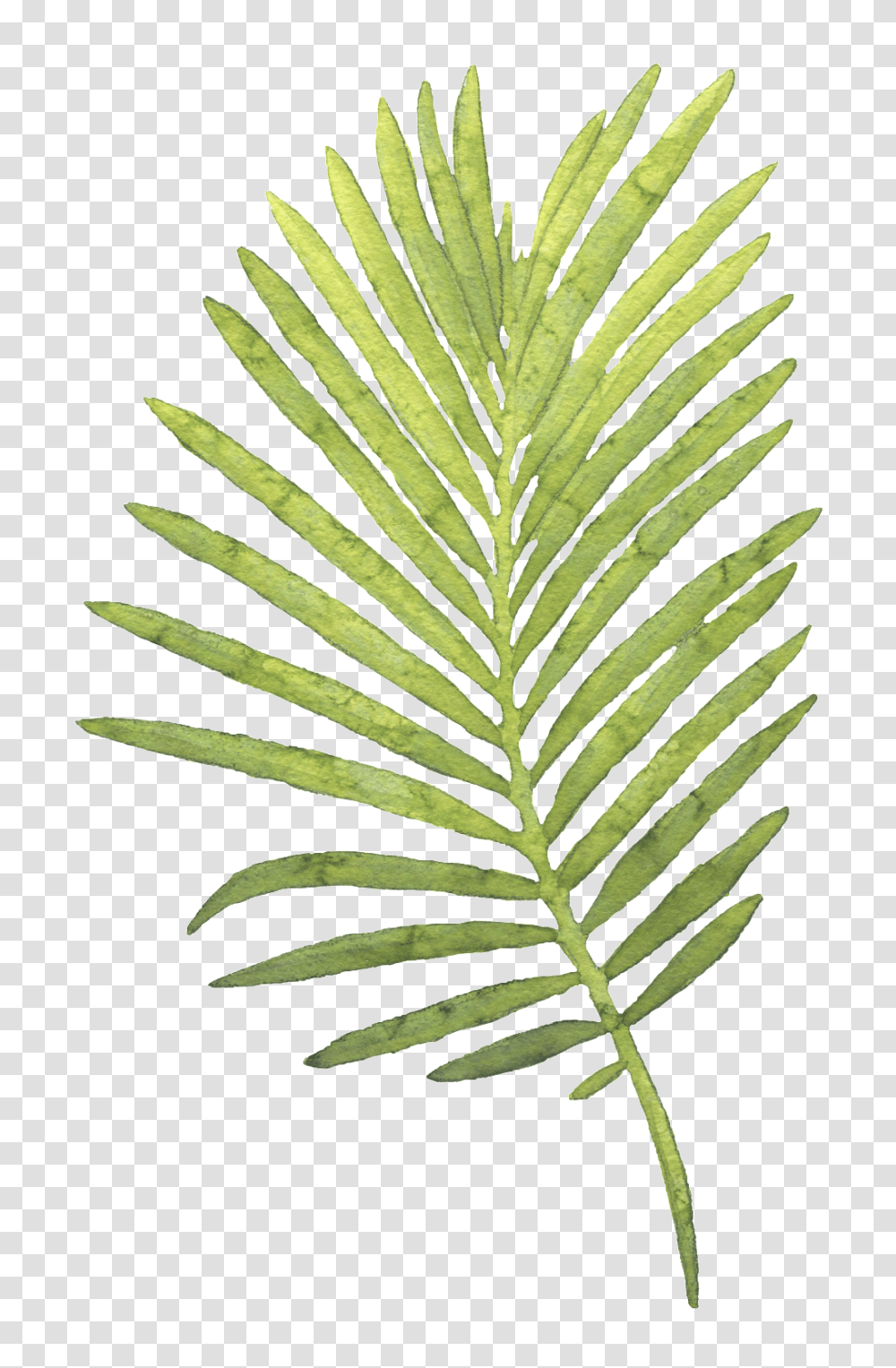 Large Piece Of Coco Leaves Hand Painted Watercolor, Plant, Leaf, Fern Transparent Png