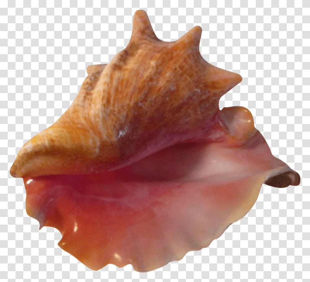 Large Pink Bahamian Ruffled Shell Chairish Conch, Seashell, Invertebrate, Sea Life, Animal Transparent Png