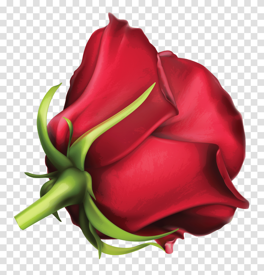 Large Red Rose Clipart Transparent Png