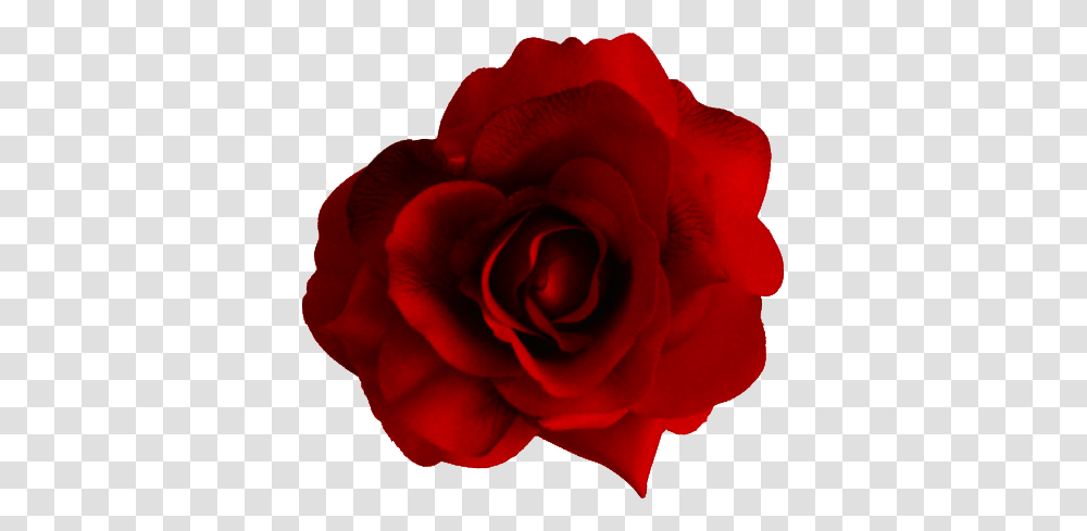 Large Red Rose, Flower, Plant, Blossom, Petal Transparent Png