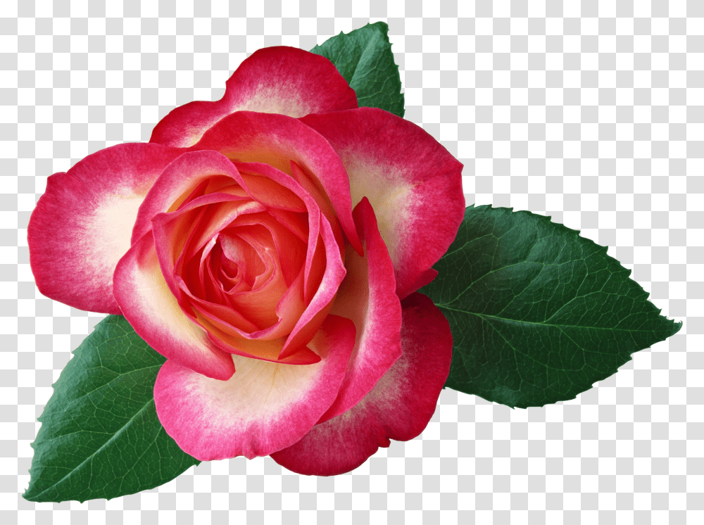 Large Rose Clipart Transparent Png