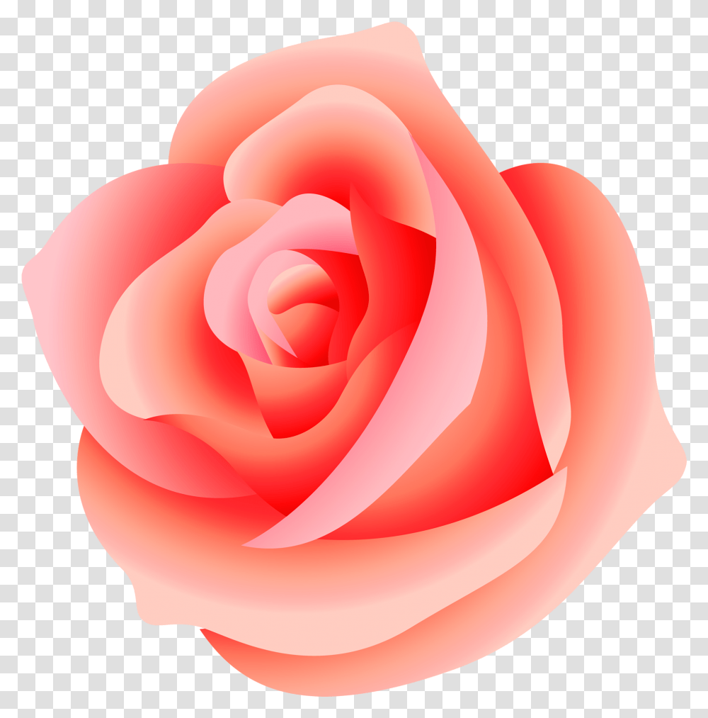 Large Rose Picture Background Peach Rose, Flower, Plant, Blossom, Petal Transparent Png