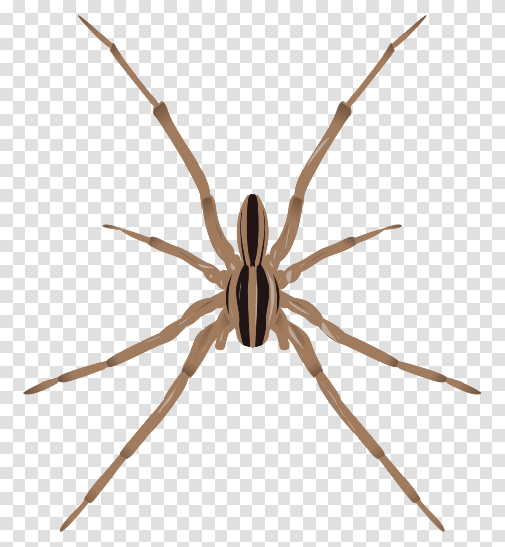 Large Spiders Of Minnesota, Invertebrate, Animal, Arachnid, Insect Transparent Png