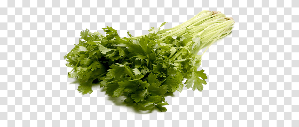 Large Stalk Celery Vegetable, Vase, Jar, Pottery, Plant Transparent Png