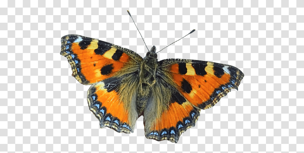 Large Tortoiseshell, Butterfly, Insect, Invertebrate, Animal Transparent Png