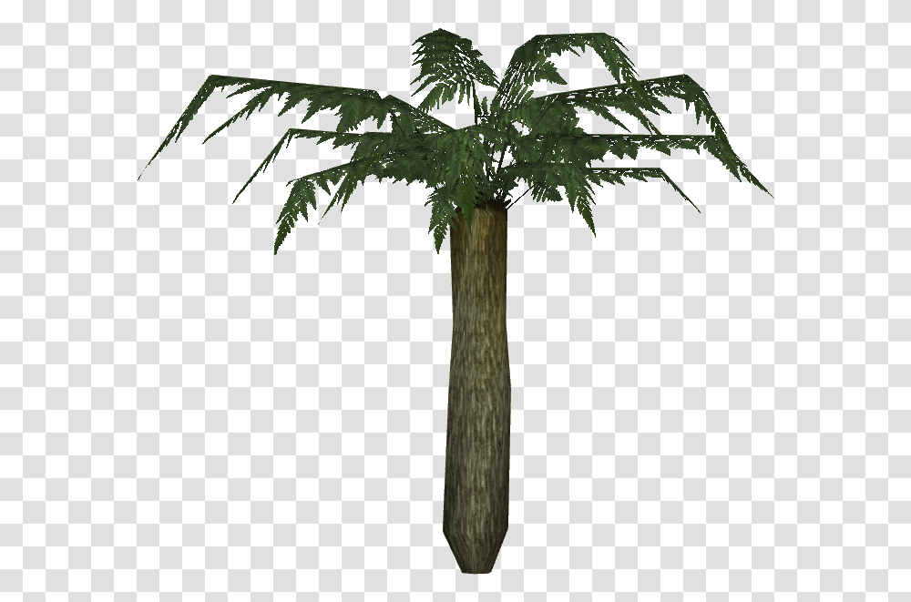 Large Tree Fern, Plant, Cross, Palm Tree Transparent Png