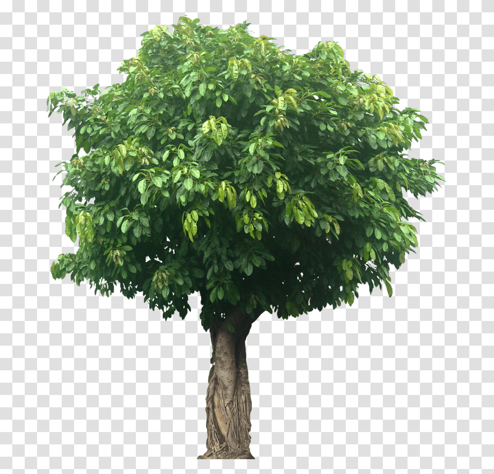 Large Tree, Plant, Maple, Tree Trunk, Oak Transparent Png