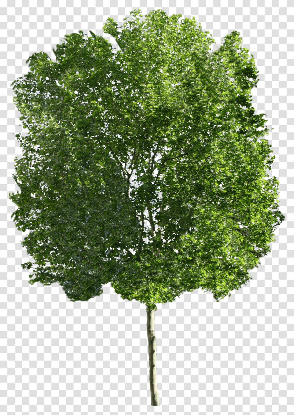 Large Tree, Plant, Oak, Sycamore, Tree Trunk Transparent Png