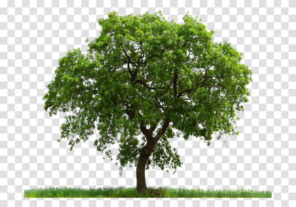 Large Tree With Grass Image Purepng Free Oak Tree Photoshop, Plant, Tree Trunk, Sycamore, Sports Car Transparent Png
