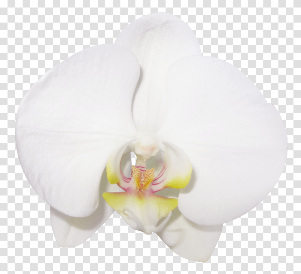 Large Vanilla Orchid, Plant, Flower, Blossom, Anemone Transparent Png