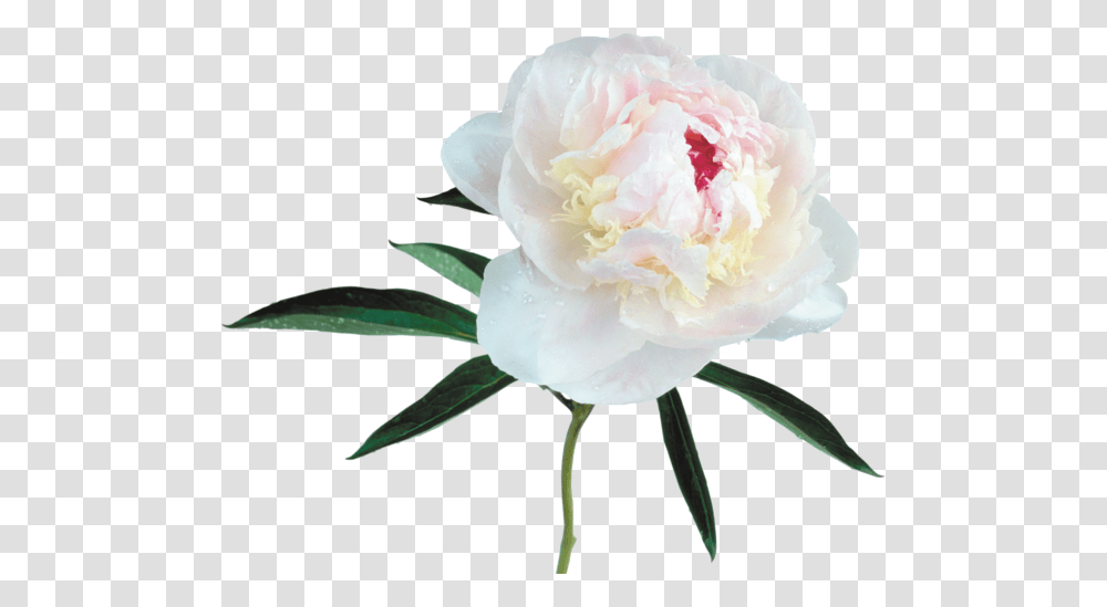 Large White Peony Clipart Stairs, Plant, Flower, Blossom, Rose Transparent Png