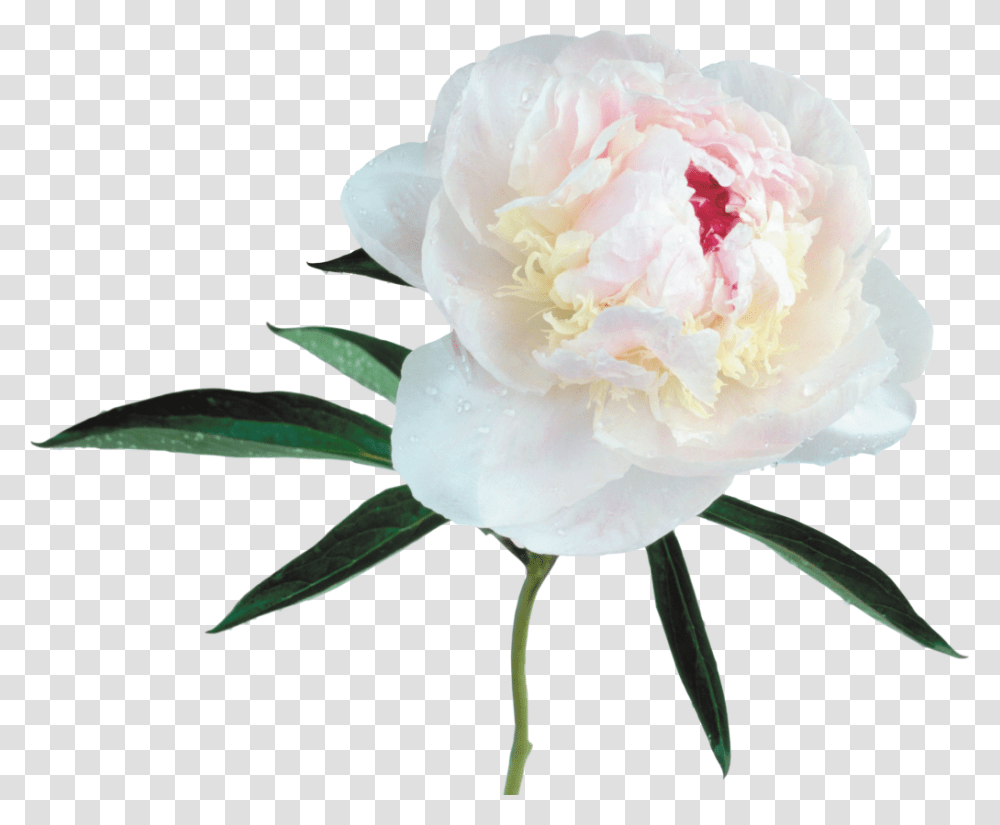 Large White Peony, Plant, Flower, Blossom, Rose Transparent Png