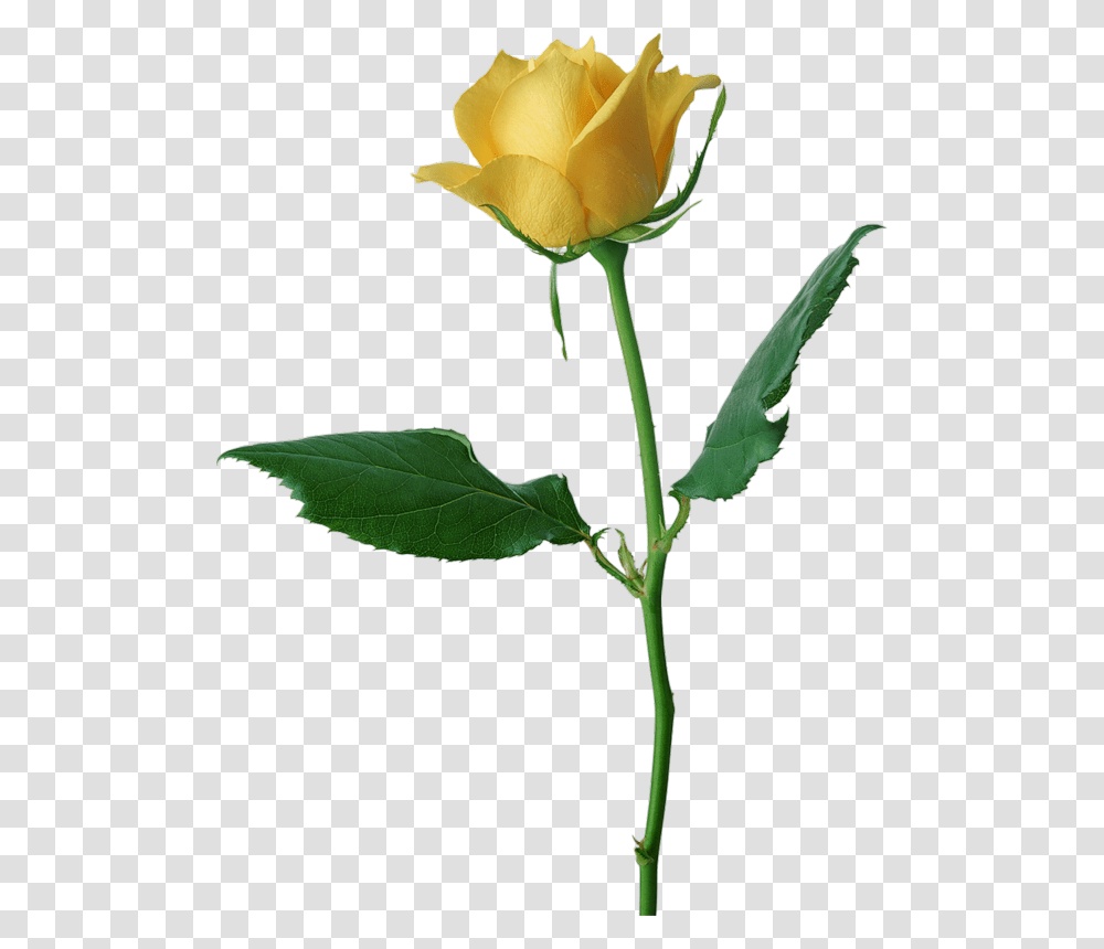 Large Yellow Rose, Plant, Flower, Blossom, Green Transparent Png