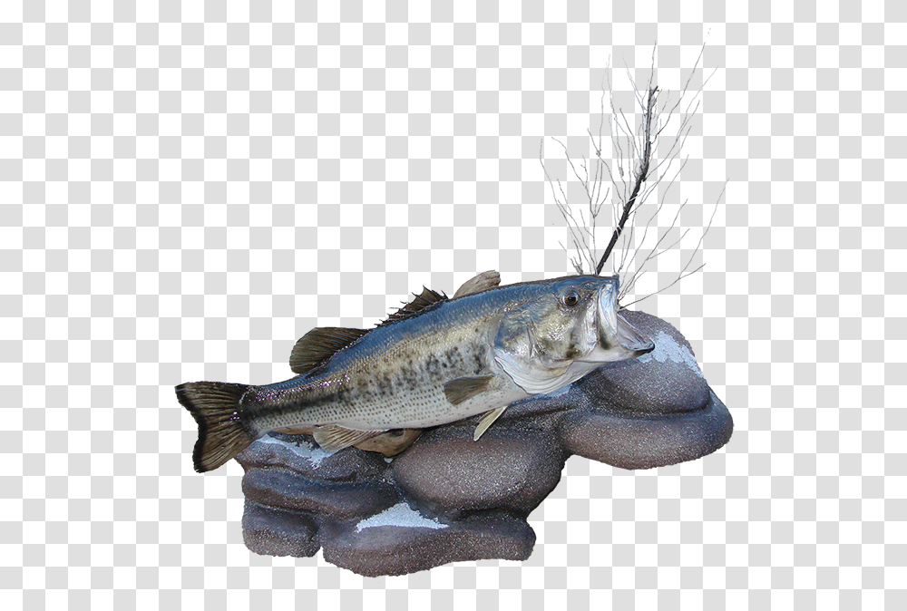 Largemouth Bass Bass, Fish, Animal, Lizard, Reptile Transparent Png