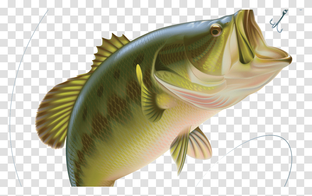 Largemouth Bass Bass Fish Vector, Animal, Carp, Perch, Angelfish Transparent Png