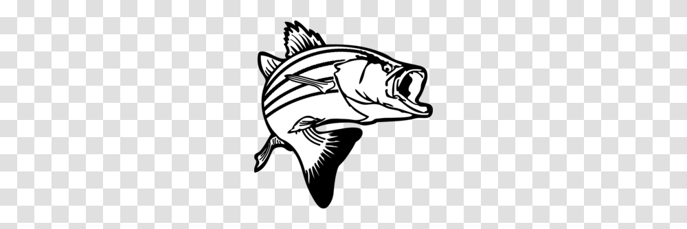 Largemouth Bass Clipart, Animal, Sea Life, Food, Seafood Transparent Png