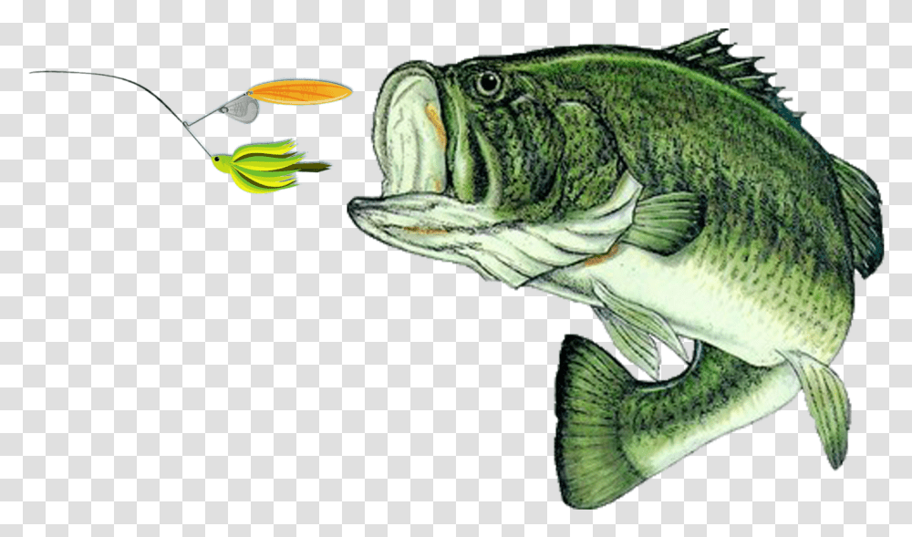 Largemouth Bass Clipart Largemouth Bass, Fish, Animal, Coho, Lizard Transparent Png