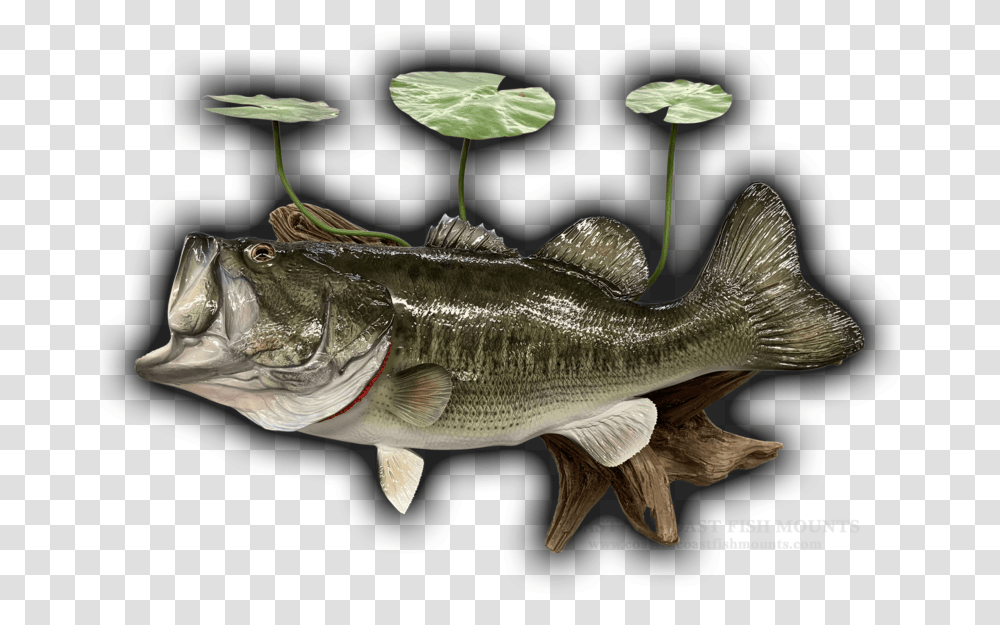 Largemouth Bass Fish Mount Replica 366 Happy New Year Large Mouth Bass, Animal Transparent Png