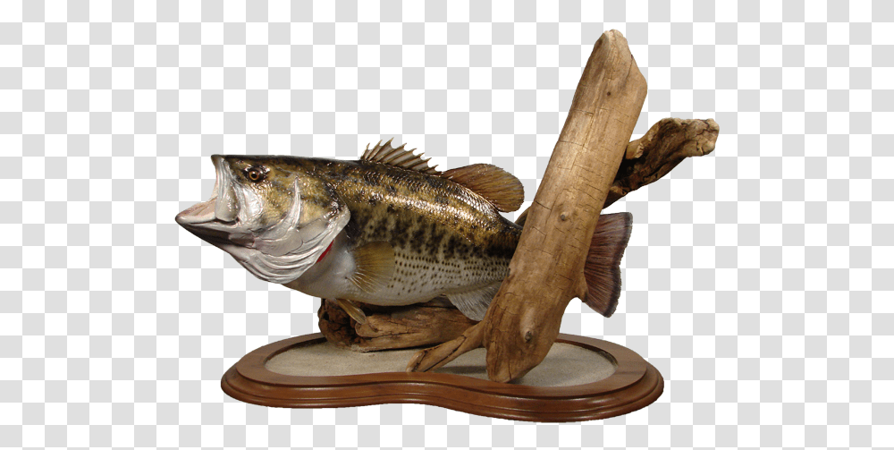 Largemouth Bass Mount Northern Largemouth Bass, Fish, Animal, Perch, Cod Transparent Png