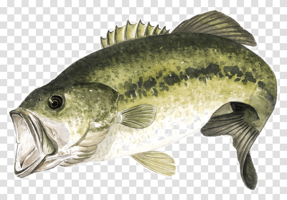 Largemouth Bass Page, Fish, Animal, Perch Transparent Png