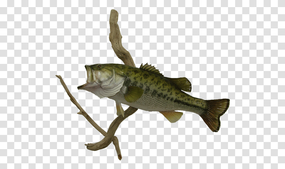 Largemouth Bass Perch, Fish, Animal, Cod Transparent Png