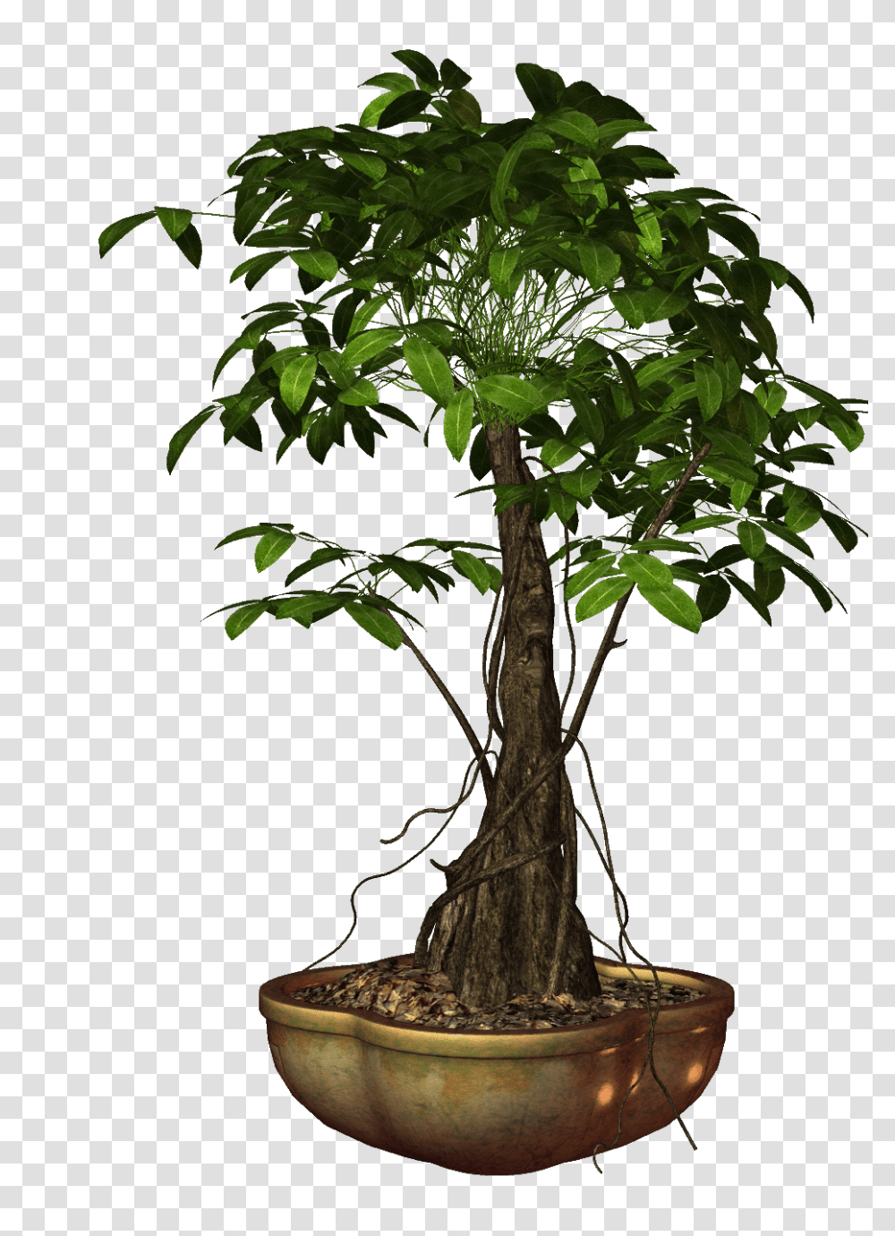 Largest Collection Of Free To Edit Bonsai Stickers, Tree, Plant, Potted Plant, Vase Transparent Png